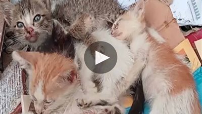 It’s horrifying: found the poor little cats abandoned in the cliff, its body covered in mud, what a pity