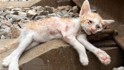 Desperate plea for a miraculous rescue: An abandoned and exhausted cat on a deserted railway