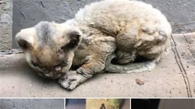 The poor cat with severe burns was wandering by the side of the road, fortunately discovered and taken to treatment in time