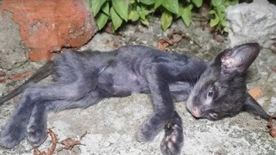 The poor cat’s body is left with skin and bones, if not saved in time, it is almost impossible to survive!