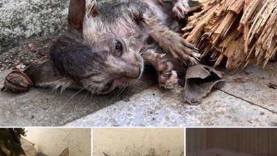 May this story inspire us to be the lifeline for those in need, to see beyond appearances and recognize the potential for renewal and healing. Let us strive to create a world where no creature is left