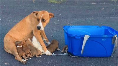 Poor Dog and her nine two-week-old pups were discovered abandoned in a parking area.