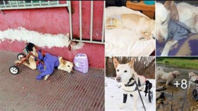 Dog abandoned on the road with a bag of diapers and a note…
