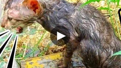 A forsaken stray kitten, soaked in rain, cries out for help by the side of the road, abandoned by her mother cat