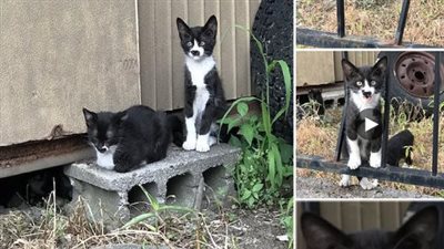 This remarkable cat bears a facial marking that uncannily resembles a miniature feline companion