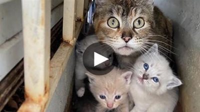 A fiercely devoted cat mother shields her kittens with unwavering dedication, ensuring their safety until rescuers arrive to provide assistance.