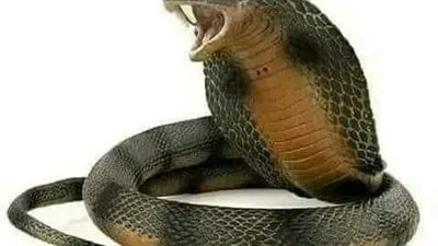 نبي الله سليمان والافعي سية