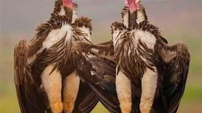 كيف تختار أنثى النسر أباً لصغارها ؟