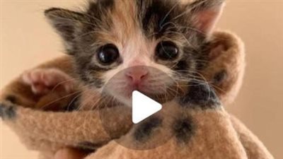 A minuscule kitten, smaller than a toothbrush, is discovered with her umbilical cord still attached, a poignant symbol of fragility and new beginnings. The miracle of her rescue sparks emotions of won
