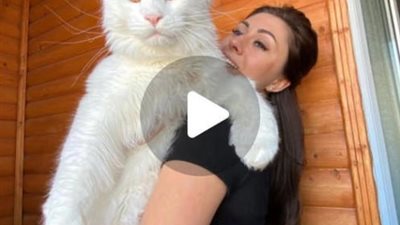 Meet Kefir, the Maine Coon kitten whose massive size surprises people, resembling a dog and inspiring awe with his majestic presence.