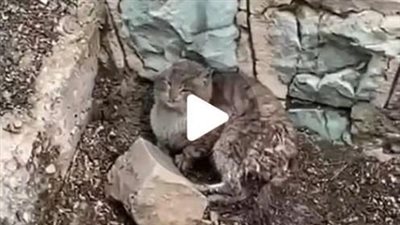 Rescued from abuse, a poor cat learns to love and walk again, defying its painful past and embracing a new lease on life.