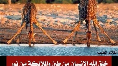 سؤال دينى مهم جدا مما خلقت الحيوانات ؟