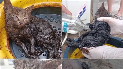 Rescue the poor cat stuck in the asphalt bucket crying for help with desperate eyes