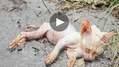 Poor cat got food poisoning on the street, thought he could not survive, but luckily a miracle happened