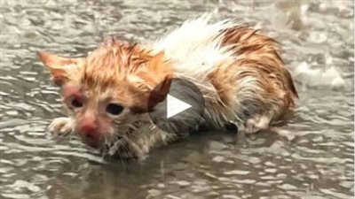 In the rain, the poor homeless cat cried non-stop because there was no shelter, luckily discovered and rescued by a kind man in time