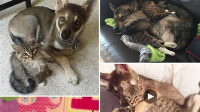 In a remarkable turn of events, this husky handpicked her own feline companion from the shelter, forging a heartwarming connection that would lead them to their forever home together.