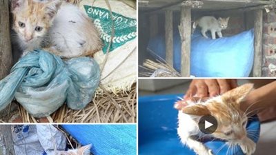 There are stray kittens living in a damp location behind a resident’s house, and their cries for help are loud and heartbreaking