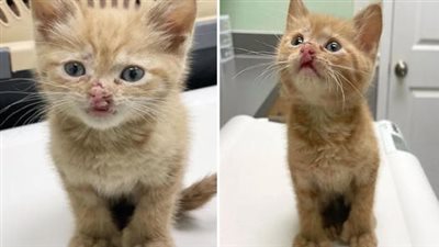 As the kitten with an endearing ‘Elvis Lip’ finally encounters the person it has long awaited, it releases the most heartfelt and adorable meow, tugging at the heartstrings