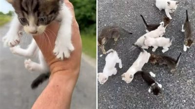 A compassionate man, who paused to rescue a lone orphaned kitten, found himself unexpectedly embraced by the presence of twelve additional kittens