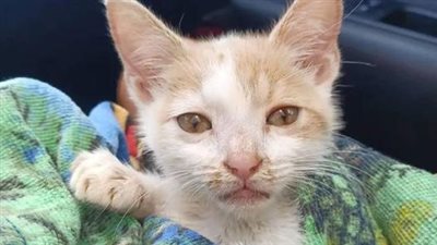 A kitten, once seen climbing a kennel door at the shelter, now finds companionship with other cats and a compassionate individual who is helping him live a fulfilling life