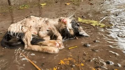 The unfortunate cat is experiencing its final moments in the harsh and damp weather.
