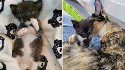 The compassionate cat EMBRACED THE LONELY KITTEN, extending her love and care to raise him as one of her own alongside her precious babies