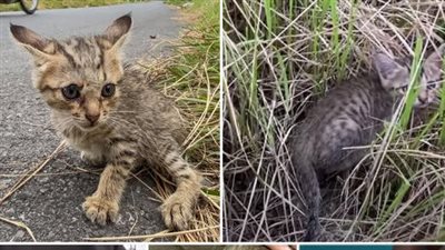 A helpless, homeless kitten cried out in desperation, pleading for assistance… Yet, one by one, people walked on, completely oblivious to its plight.
