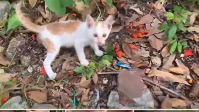 A pitiful homeless kitten stood on the sidewalk, crying out for help, and was ultimately rescued.