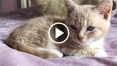 Тhis Cat With Dwarfism Will Be Kitten-Sized Forever