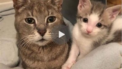 Rescued Kitten And Her Babies Are Overjoyed To Finally Have A Safe Home After Years Of Wandering The Streets