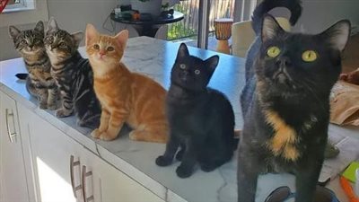 Stray Cat Chooses the Right Place for Her Kittens So They Won’t Have to Live Another Day Outside