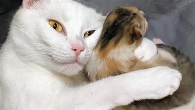 A brave mama cat, accompanied by her precious kittens, showed up at a stranger’s door, seeking safety and a chance for a better life.
