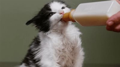 Meet Bobby, the adorable rescue kitten with enchanting bat ears, captivating hearts with his cuteness and special talents.