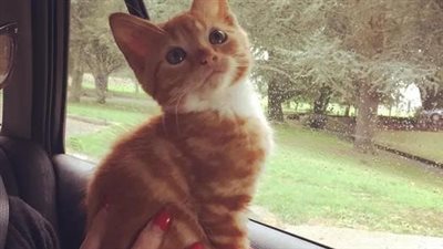 Kitten Who Can’t Grow Finds Someone He Loves and Wriggles His Way into Their Hearts