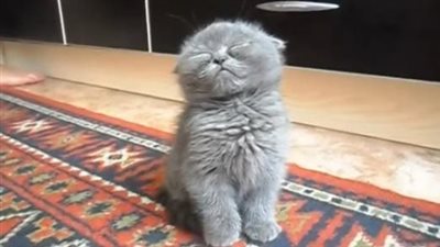 Capturing an endearing moment, a drowsy kitten nods off while perched upright, sharing an adorable sight that melts hearts.