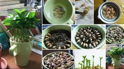 زراعة بذر الليمون