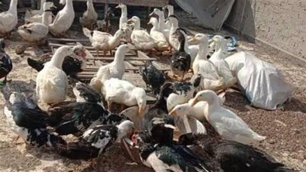 موقع أيام نيوز
