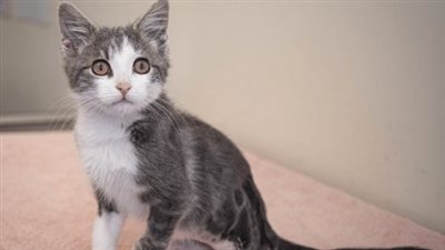Witness the remarkable journey of a severely injured street cat as it undergoes a miraculous transformation, emerging as a perfectly healthy and thriving adult feline