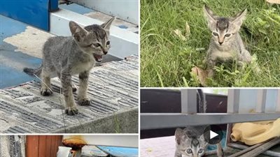 A starving, exhausted kitten, caught in dire circumstances, its eyes reflecting weakness and an unwavering struggle for survival.