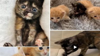 This brave kitten battled with the tenacity of a champion against the illness, transforming into the vibrant young adult she is today, brimming with life