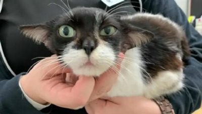 Cat who looks like baby Yoda wins the internet but doesn’t have home