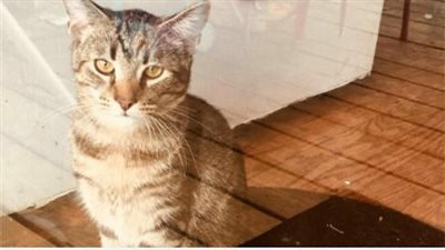 Shy cat blossoms into pure affection when it encounters a rescued kitten, opening its heart to newfound companionship and love.