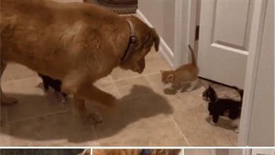 A gentle dog becomes a nurturing guardian to hundreds of foster kittens, offering them endless love and affection, exemplifying the boundless capacity for compassion and care.