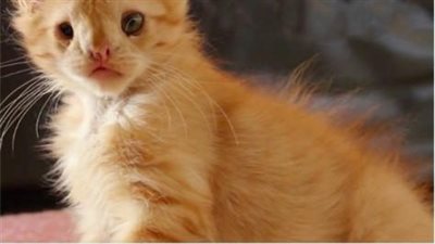 Rejected for being ‘too ugly,’ an abandoned cat’s luck changes when someone finally sees its beauty and chooses to adopt it.