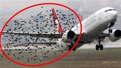 الطيور رفضت ترك الطائرة بمفردها - عند إدراك الطيار السبب اخذ بالبكاء !!