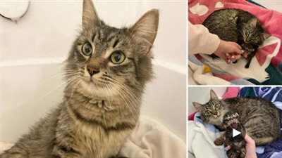 With her adorable and enchanting demeanor, the cat captured the hearts of compassionate individuals who were eager to lend a hand to her lone kitten. Her face beamed with an irresistible smile of pure