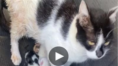 The cat giving birth inside the car has left everyone in awe, particularly due to the owner’s incredible reaction
