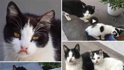 After a kind couple fed a stray cat, she returned with her adorable kitten in tow
