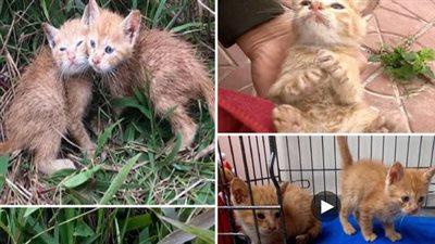 I found TWO ORPHANED KITTENS. THE FIRST MEETING BETWEEN KITTENS AND HUMANS – My heart couldn’t hold back the tears!