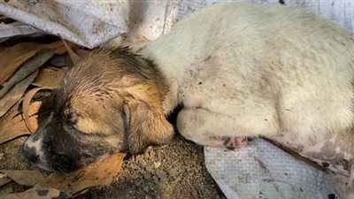 Abandoned and sick, the two little dogs trembled in the icy air of the landfill, hunger and cold seeping deep into their bodies.